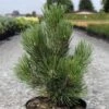 Pin De Bosnie - Pinus Heldreichii Malinkii -MAO PLANTES Magasin Pin Pinus heldreichii Malinkii IF 1007842 1