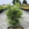 Pin - Pinus Schwerinii Wiethorst -MAO PLANTES Magasin Pin Pinus schwerinii Wiethorst IF 1007942 1