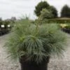 Pin Weymouth - Pinus Strobus Blue Shag 1 Pin Weymouth - Pinus Strobus Blue Shag -MAO PLANTES Magasin Pin Weymouth Pinus strobus Blue Shag IF 1007952 1