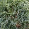 Pin De Weymouth Nain - Pinus Strobus Green Twist -MAO PLANTES Magasin Pin de Weymouth nain Pinus strobus Green Twist IF 19073 1