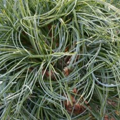 Pin De Weymouth Nain - Pinus Strobus Green Twist