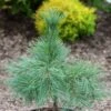 Pin De Weymouth Nain - Pinus Strobus Niagara Falls -MAO PLANTES Magasin Pin de Weymouth nain Pinus strobus Niagara Falls IF 19075 1