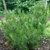 Pin De Bosnie - Pinus Heldreichii (leucodermis) Compact Gem -MAO PLANTES Magasin Pin de bosnie Pinus heldreichii leucodermis Compact Gem copyright 1002761 1
