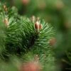Pin De Montagne - Pinus Mugo Mumpitz -MAO PLANTES Magasin Pin de montagne Pinus mugo Mumpitz IF 1007902 1