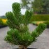 Pin Noir - Pinus Nigra Oregon Green -MAO PLANTES Magasin Pin noir Pinus nigra Oregon Green IF 1001662 1