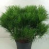 Pin Rouge Du Japon - Pinus Densiflora Alice Verkade -MAO PLANTES Magasin Pinus densiflora Alice Verkade 0722002 1