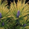 Pinus Mugo Golden Glow - Pin De Montagne -MAO PLANTES Magasin Pinus mugo Golden Glow 726002 1