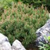 Pinus Mugo Mops - Pin De Montagne 1 Pinus Mugo Mops - Pin De Montagne -MAO PLANTES Magasin Pinus mugo Mops 0730002 1 1