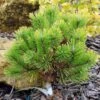 Pinus Mugo Winter Gold - Pin De Montagne Nain Doré -MAO PLANTES Magasin Pinus mugo Winter Gold 88956 1
