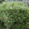 Pinus Nigra Agnes Brégeon - Pin Noir -MAO PLANTES Magasin Pinus nigra Agnes Bregeon Pin noir V 1007931 1