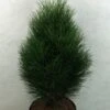 Pinus Nigra Green Tower - Pin Noir -MAO PLANTES Magasin Pinus nigra Green Tower 733002 1