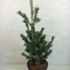 Pinus Parviflora Azumi Goye - Pin Blanc Du Japon -MAO PLANTES Magasin Pinus parviflora Azumi Goye 736002 1