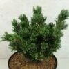 Pinus Parviflora Beran - Pin Blanc Du Japon 2 Pinus Parviflora Beran - Pin Blanc Du Japon -MAO PLANTES Magasin Pinus parviflora Beran 737002 1