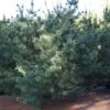 Pin Blanc Du Japon - Pinus Parviflora Bergman -MAO PLANTES Magasin Pinus parviflora Bergman 0738002 1