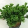 Pin Blanc Du Japon - Pinus Parviflora Kokuho -MAO PLANTES Magasin Pinus parviflora Kokuho 739002 1