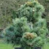 Pinus Parviflora Negishi - Pin Blanc Japonais -MAO PLANTES Magasin Pinus parviflora Negishi Pin blanc japonais copyright 8894911 1