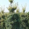 Pin Blanc Des Japonais - Pinus Parviflora Tempelhof -MAO PLANTES Magasin Pinus parviflora Tempelhof LD 1003241 1