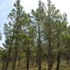 Pinus Pinaster - Pin Maritime 2 Pinus Pinaster - Pin Maritime -MAO PLANTES Magasin Pinus pinaster 83436 1