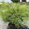 Pinus Strobus Minima - Pin De Weymouth 1 Pinus Strobus Minima - Pin De Weymouth -MAO PLANTES Magasin Pinus strobus Minima 88965 1