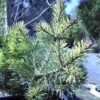 Pin Sylvestre Nain - Pinus Sylvestris Doone Valley 1 Pin Sylvestre Nain - Pinus Sylvestris Doone Valley -MAO PLANTES Magasin Pinus sylvestris Doone Valley 0751002 1