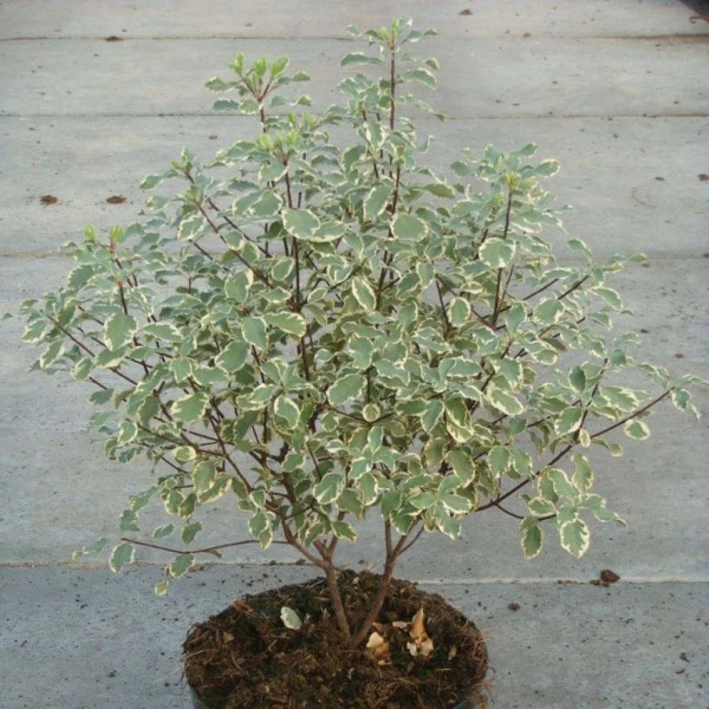 Pittosporum Tenuifolium Variegatum 3 Pittosporum Tenuifolium Variegatum