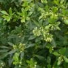 Pittosporum Heterophyllum - Oranger De Chine 1 Pittosporum Heterophyllum - Oranger De Chine -MAO PLANTES Magasin Pittosporum heterophyllum 83439 1