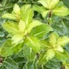 Pittosporum Tenuifolium Gold Star -MAO PLANTES Magasin Pittosporum tenuifolium Gold Star 100800 1