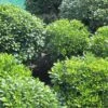 Pittosporum Tobira Nanum -MAO PLANTES Magasin Pittosporum tobira Nanum 781511 1