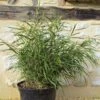 Pleioblastus Linearis - Bambou Moyen 2/3L -MAO PLANTES Magasin Pleioblastus linearis 84921 1