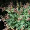 Podocarpus Lawrencii Red Tip -MAO PLANTES Magasin Podocarpus lawrencii Red Tip copyright 1001681 1