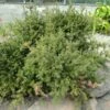 Podocarpus Des Neiges - Podocarpus Nivalis -MAO PLANTES Magasin Podocarpus nivalis 0757002 1