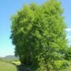 Peuplier Tremble - Populus Tremula -MAO PLANTES Magasin Populus tremula 781527 1