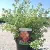 Potentilla Fructicosa Glamour Girl - Potentille Arbustive 1 Potentilla Fructicosa Glamour Girl - Potentille Arbustive -MAO PLANTES Magasin Potentilla fructicosa Glamour Girl 85761 1