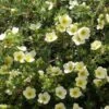Potentille Arbustive - Potentilla Fruticosa Creamissima -MAO PLANTES Magasin Potentilla fruticosa Creamissima V 1008051 1