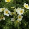 Potentilla Fruticosa Limelight- Potentille Arbustive -MAO PLANTES Magasin Potentilla fruticosa Limelight 84212 1