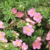 Potentilla Fruticosa Lovely Pink- Potentille Arbustive 1 Potentilla Fruticosa Lovely Pink- Potentille Arbustive -MAO PLANTES Magasin Potentilla fruticosa Lovely Pink 84214 1