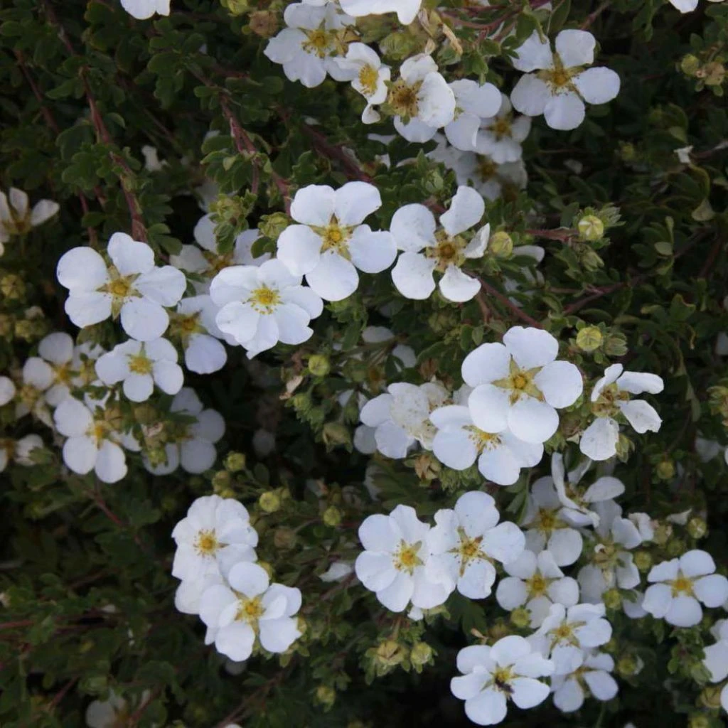 Potentilla Fruticosa White Lady - Potentille Arbustive 3 Potentilla Fruticosa White Lady - Potentille Arbustive