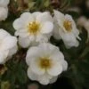 Potentilla Fruticosa Creme Brulée- Potentille Arbustive -MAO PLANTES Magasin Potentille arbustive Creme brulee 82553 1