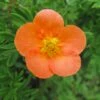 Potentille Arbustive Hopley's Orange -MAO PLANTES Magasin Potentille arbustive Hopley s Orange 781785 1