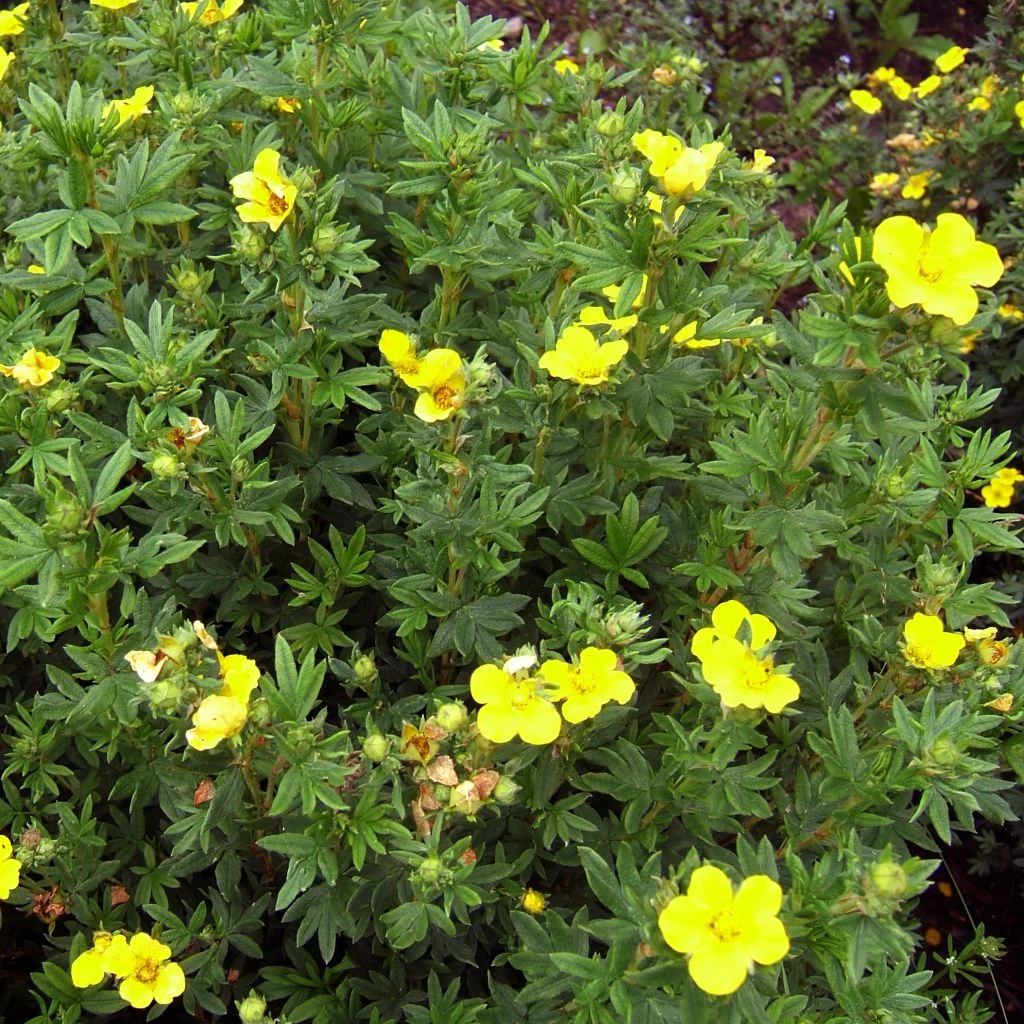 Potentille Arbustive Kobold 3 Potentille Arbustive Kobold