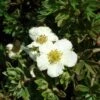 Potentilla Fruticosa Tilford Cream- Potentille Arbustive 1 Potentilla Fruticosa Tilford Cream- Potentille Arbustive -MAO PLANTES Magasin Potentille arbustive Potentilla fruticosa Tilford Cream copyright 1001711 2