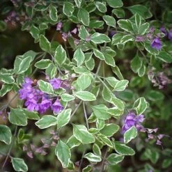 Prostanthera Rotundifolia Variegata - Menthe Australienne