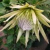 Protea White Crown - Protée Royale Miniature -MAO PLANTES Magasin Protea White Crown 87075 1