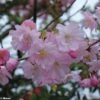 Cerisier Du Japon - Prunus Accolade -MAO PLANTES Magasin Prunus accolade 9569 1