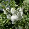 Cerisier à Fleur - Prunus Glandulosa Alba Plena -MAO PLANTES Magasin Prunus glandulosa alba plena 7582 1