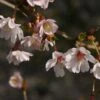 Cerisier à Fleurs Du Japon Nain - Prunus Incisa Mikinori -MAO PLANTES Magasin Prunus incisa Mikinori 84220 1