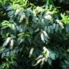 Laurier Du Portugal - Prunus Lusitanica -MAO PLANTES Magasin Prunus lisitanica 781513 1