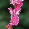 Prunus Mume Beni Chidori - Abricotier Du Japon -MAO PLANTES Magasin Prunus mume Beni Chidori 87644 1