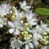 Cerisier Nain Rampant - Prunus Pumila Depressa -MAO PLANTES Magasin Prunus pumila Depressa 84229 1