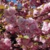 Cerisier à Fleurs Du Japon - Prunus Serrulata Kanzan 1 Cerisier à Fleurs Du Japon - Prunus Serrulata Kanzan -MAO PLANTES Magasin Prunus serrulata Kanzan ld Drew Avery 9567 1